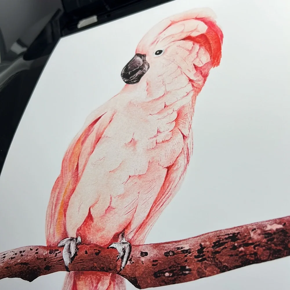 Wall Art Tropical Bird Portrait Print Unframed - Picture 13 of 15